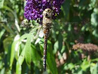 Aeshna mixta 56, Paardenbijter, Saxifraga-Ben Delbaere  IICSA   II