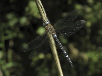Aeshna mixta 9, Paardenbijter, Saxifraga-Rob Felix : Animalia, Arthropoda, Insecta, Odonata, Project Natuurbalans, animal, arthropod, dargonfly, dier, dieren, geleedpotige, geleedpotigen, insect, insecten, juffer, libel, libellen