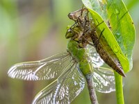 Anax imperator 30, Grote keizerlibel, Saxifraga-Bart Heijne : 2024, Ede, excuvium, grote keizerlibel, insect, libel, mei, net uitgeslopen, tuin, vijver, voorjaar, vrouw