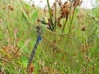 Anax imperator 39, Grote keizerlibel, Saxifraga-Mark Zekhuis