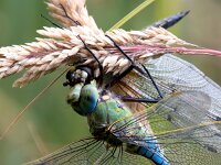 Anax imperator 62, Grote keizerlibel, Saxifraga-Bart Vastenhouw