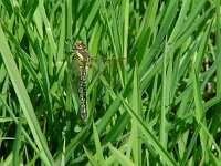 Brachytron pratense 4, Glassnijder, Saxifraga-Willem Jan Hoeffnagel