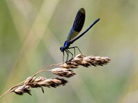 Calopteryx splendens 106, Weidebeekjuffer, Saxifraga-Bart Vastenhouw