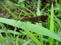 Calopteryx virgo 11, Bosbeekjuffer, female, Saxifraga-Willem Jan Hoeffnagel