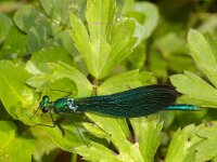 Calopteryx virgo 5, Bosbeekjuffer, Saxifraga-Kees Marijnissen