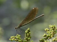 Calopteryx virgo 57, Bosbeekjuffer, Saxifraga-Willem van Kruijsbergen