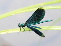 Calopteryx virgo 68, Bosbeekjuffer, Saxifraga-Bart Vastenhouw