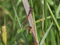 Ceriagrion tenellum 11, Koraaljuffer, tandem, Saxifraga-Willem Jan Hoeffnagel  Minolta DSC