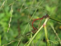 Ceriagrion tenellum 20, Koraaljuffer, Saxifraga-Harry van Oosterhout