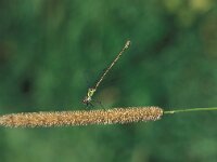 Chalcolestes viridis 2, Houtpantserjuffer, female, Saxifraga-Pieter van Breugel