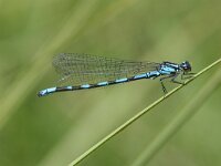 Coenagrion freyi, Freys Damselfly