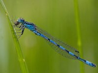 Coenagrion mercuriale 5, Mercuurwaterjuffer, male, Saxifraga-Mark Zekhuis
