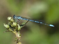 Azuurwaterjuffer - Coenagrion puella (man)  Azuurwaterjuffer - Coenagrion puella (man) [#Beginning of Shooting Data Section] Nikon D100  Focal Length: 250mm Optimize Image:  Color Mode: Mode III (sRGB) Long Exposure NR: Off 2007/04/30 14:09:50 Exposure Mode: Aperture Priority White Balance: Auto Tone Comp.: Normal RAW (12-bit) Metering Mode: Spot AF Mode: Manual Hue Adjustment: 0° Image Size: Large (3008 x 2000) 1/250 sec - F/6.3 Flash Sync Mode: Not Attached Saturation:  Exposure Comp.: 0 EV Sharpening: Normal Lens: 185mm F/3.5 D Sensitivity: ISO 200 Image Comment:                                      [#End of Shooting Data Section]
