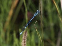 Coenagrion puella 34, Azuurwaterjuffer, Saxifraga-Peter Meininger