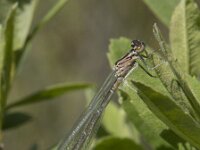 Coenagrion puella 83, Azuurwaterjuffer, female, Saxifraga-Willem van Kruijsbergen