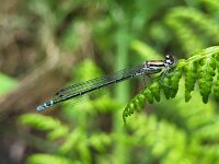 Coenagrion puella 85, Azuurwaterjuffer, Saxifraga-Ben Delbaere