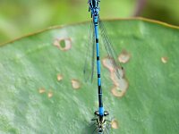 Coenagrion puella 86, Azuurwaterjuffer, Saxifraga-Tom Heijnen