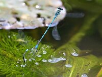 Coenagrion puella 87, Azuurwaterjuffer, Saxifraga-Tom Heijnen