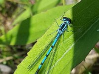 Coenagrion puella 90, Azuurwaterjuffer, Saxifraga-Ben Delbaere