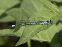 Coenagrion puella 91, Azuurwaterjuffer, Saxifraga-Willem van Kruijsbergen