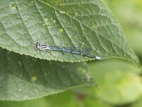 Coenagrion puella 94, Azuurwaterjuffer, Saxifraga-Willem van Kruijsbergen