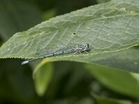 Coenagrion puella 95, Azuurwaterjuffer, Saxifraga-Willem van Kruijsbergen