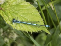 Coenagrion puella 96, Azuurwaterjuffer, Saxifraga-Willem van Kruijsbergen
