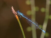 Coenagrion pulchellum 5, Variabele waterjuffer, male, Saxifraga-Luc Hoogenstein