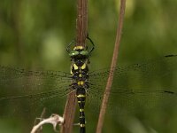 Cordulegaster bidentata 9, Zuidelijke bronlibel, Saxifraga-Jan van der Straaten