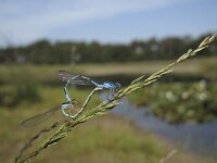 Enallagma cyathigerum 31, Watersnuffel, Saxifraga-Rob Felix : Animalia, Arthropoda, Insecta, Odonata, Project Natuurbalans, animal, arthropod, dargonfly, dier, dieren, geleedpotige, geleedpotigen, insect, insecten, juffer, libel, libellen