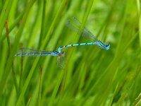 Enallagma cyathigerum 33, Watersnuffel, Saxifraga-Rudmer Zwerver