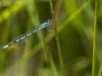 Enallagma cyathigerum 49, Watersnuffel, Saxifraga-Jan van der Straaten