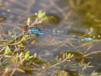Erythromma viridulum 10, Kleine roodoogjuffer, Saxifraga-Bart Heijne : 2022, Ede, Erythromma viridulum, insect, juli, kleine roodoogjuffer, libel, waterjuffer, zomer
