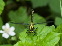 Gomphus vulgatissimus 29, Beekrombout, Saxifraga-Gerard de Jong : Beekrombout, Dragonfly, Gomphus vulgatissimus, Insect, Kampina, Libel, Maand, Macro, Overig, Saxifraga Beeldbank, mei