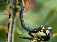 Gomphus vulgatissimus 30, Beekrombout, Saxifraga-Gerard de Jong : Beekrombout, Dragonfly, Gomphus vulgatissimus, Insect, Kampina, Libel, Maand, Macro, Overig, Saxifraga Beeldbank, mei