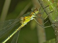 365_07A, Gew pantserjuffer : Gewone pantserjuffer, Lestes sponsa, Emerald Damselfly, female