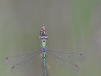 Lestes virens 30, Tengere pantserjuffer, Saxifraga-Luuk Vermeer
