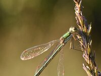 Lestes virens 34, Tengere pantserjuffer, Saxifraga-Luuk Vermeer