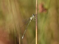 Lestes virens 37, Tengere pantserjuffer, Saxifraga-Luuk Vermeer
