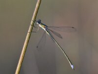 Lestes virens 39, Tengere pantserjuffer, Saxifraga-Luuk Vermeer