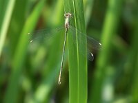 Lestes virens 4, Tengere pantserjuffer, Saxifraga-Willem Jan Hoeffnagel  Minolta DSC