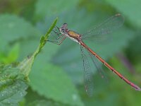 Lestes virens 43, Tengere pantserjuffer, Saxifraga-Tom Heijnen