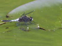 Leucorrhinia caudalis 3, Sierlijke witsnuitlibel, Saxifraga-Mark Zekhuis