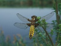 Libellula depressa 14, Platbuik, Vlinderstichting-Kars Veling
