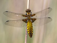Broad bodied Chaser  Female Broad-bodied Chaser (Libellula depressa) on grass : Netherlands, animal, close, close up, dragonfly, ear, europe, female, grass, insect, nobody, one, spring, top, up, view, wild, wildlife