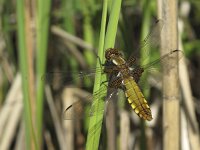 Libellula depressa 22, Platbuik, Saxifraga-Rob Felix : Animalia, Arthropoda, Insecta, Odonata, Project Natuurbalans, animal, arthropod, dargonfly, dier, dieren, geleedpotige, geleedpotigen, insect, insecten, juffer, libel, libellen
