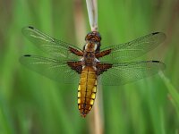 Vrouwtje Platbuik  Vrouwtje Platbuik libel rustend op een stengel met groene achtergrond : depressa, ecologie, geel, gras, groen, groot, grote, insect, korenbout, korenbouten, landschap, libel, libelle, libellula, natuurwaarde, pionier, pioniersoort, platbuik, vrouw, vrouwtje, waterkwaliteit
