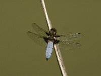 Libellula depressa 32, Platbuik, male, Saxifraga-Jan van der Straaten