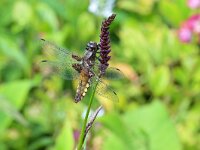 Libellula depressa 59, Platbuik, Saxifraga-Tom Heijnen