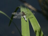 Libellula fulva 3, Bruine korenbout, Saxifraga-Jan van der Straaten